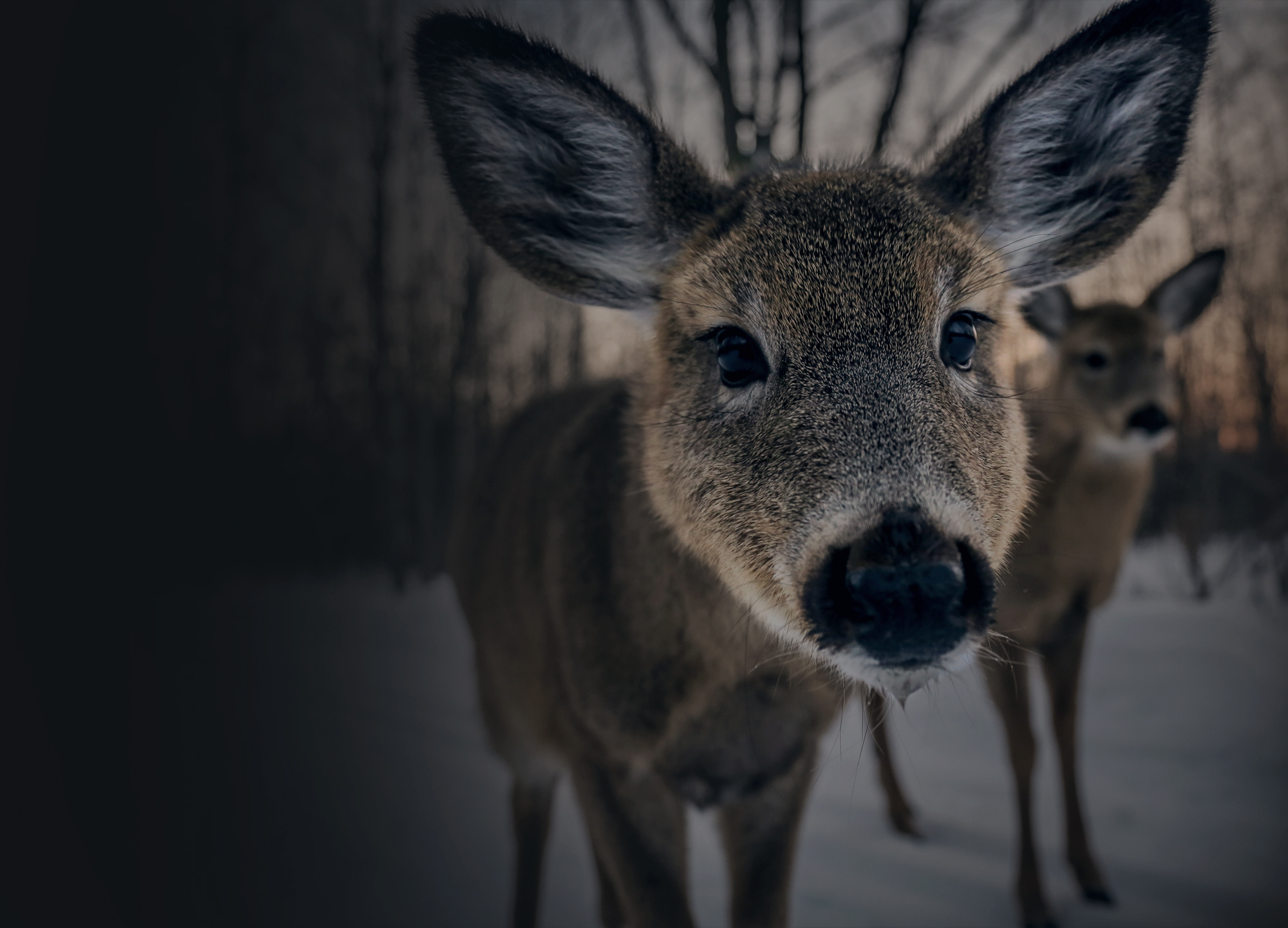 A deer with its muzzle very close to the camera