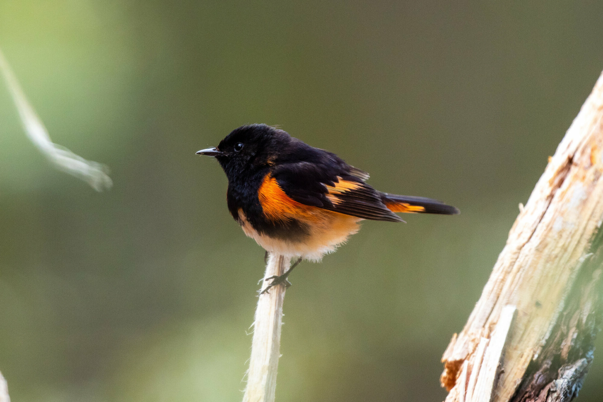 American Redstart perched on a branch