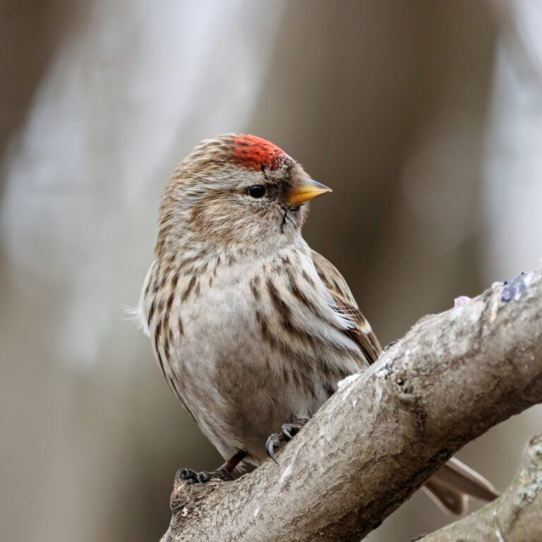 Common redpoll acanthis flammea female sitting on branch of bush