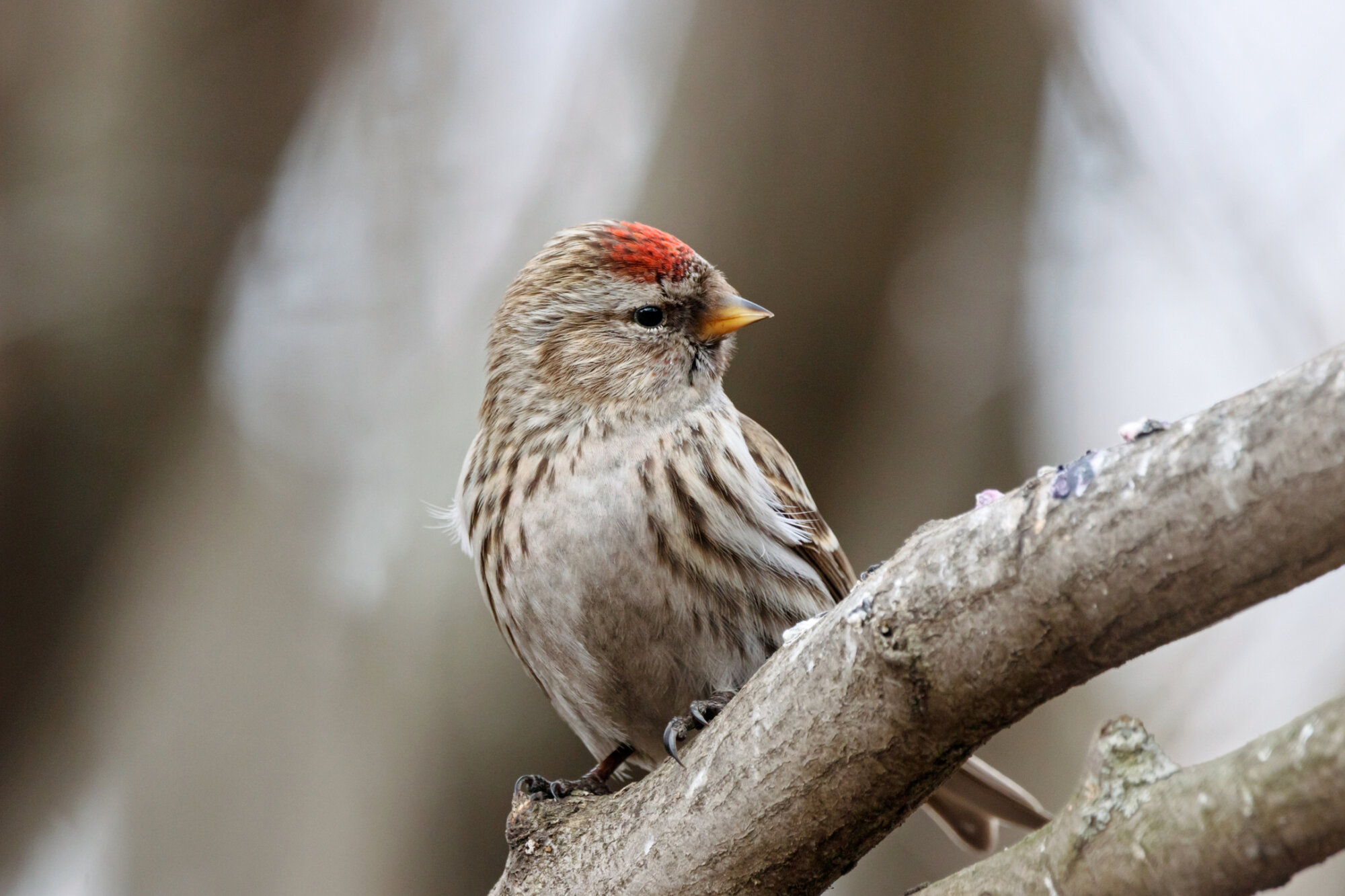 Common redpoll acanthis flammea female sitting on branch of bush