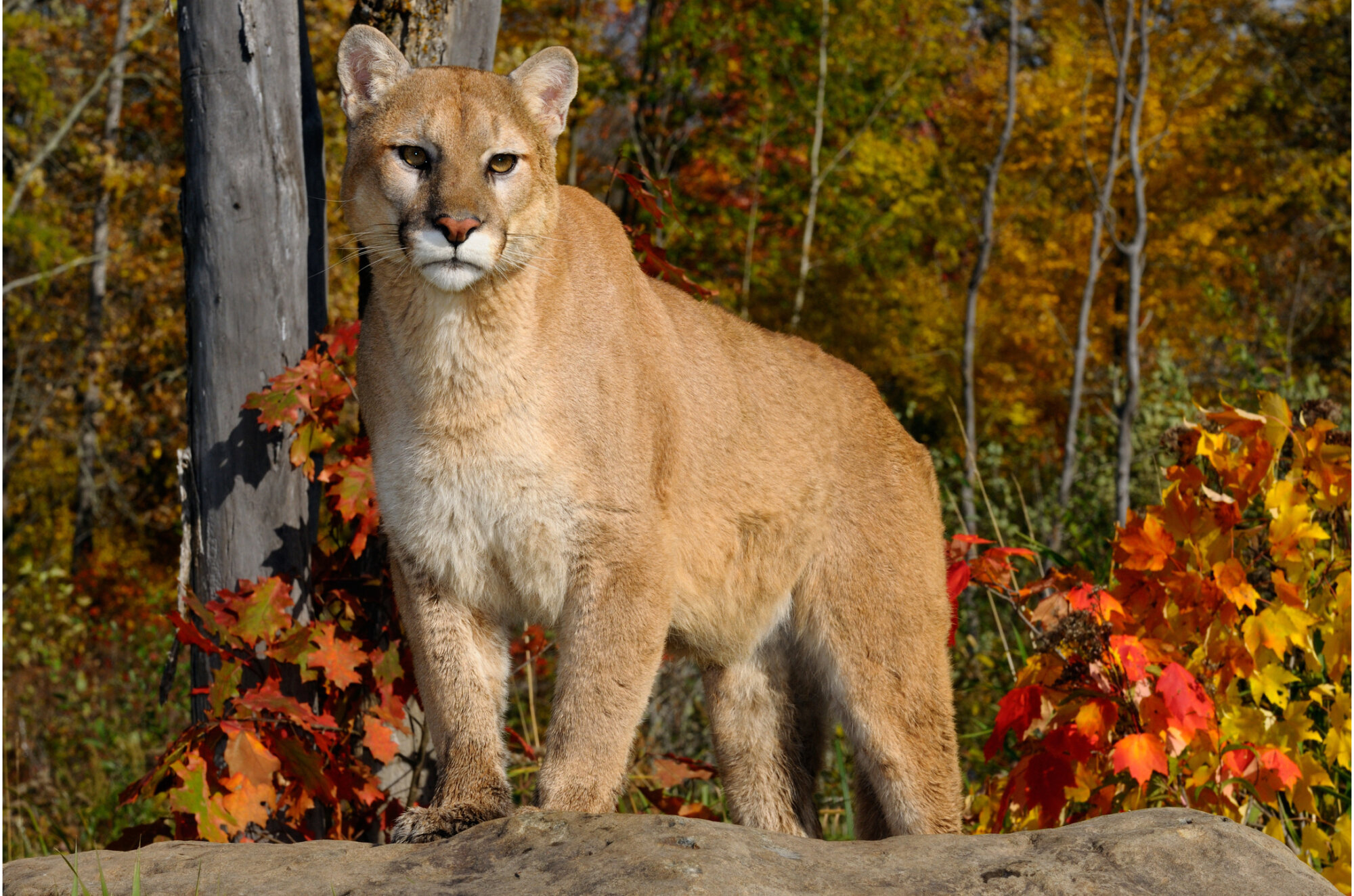Cougar staring while standing on a rock in an Autumn forest with red oak and maple leaves