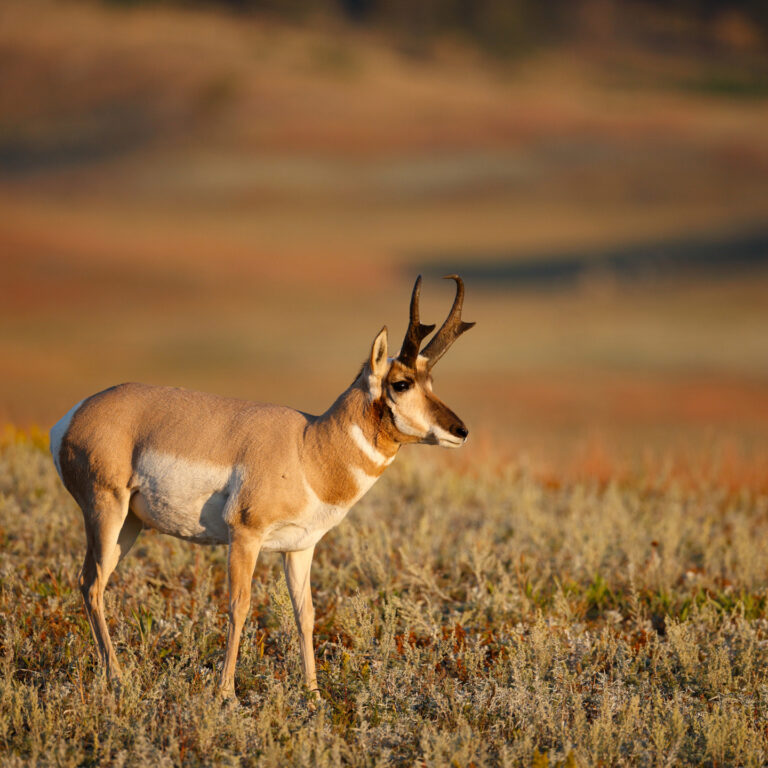 Pronghorn Antelope standing in a field
