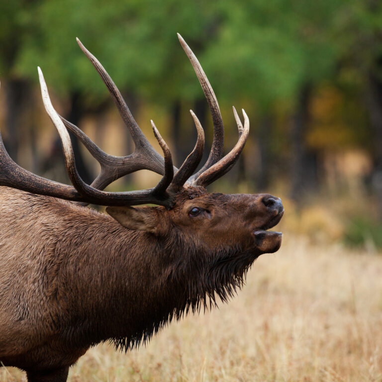 Trophy Bull Elk bugles in the rut