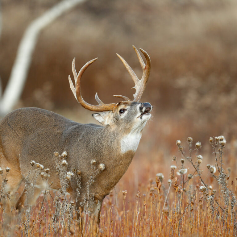 White tailed Deer in a field