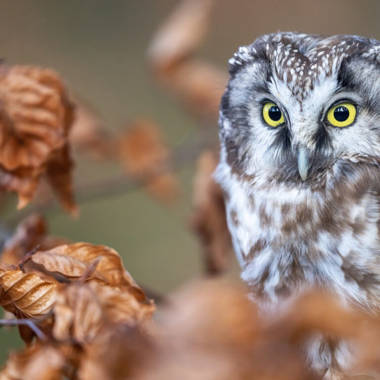 Young boreal owl is sitting on the tree branch closeup