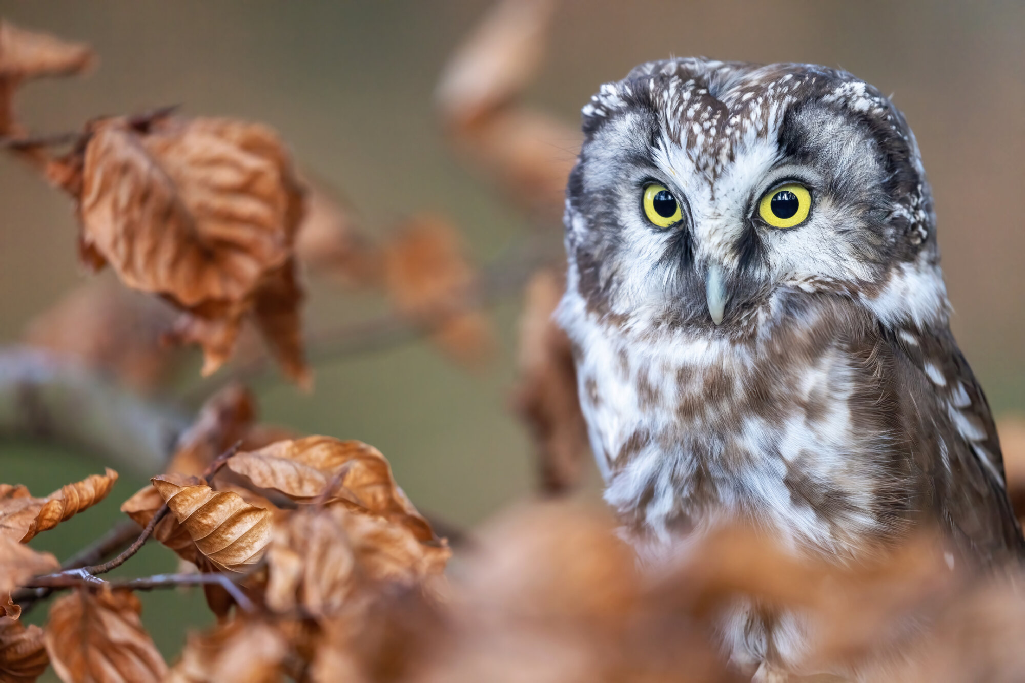 Young boreal owl is sitting on the tree branch closeup