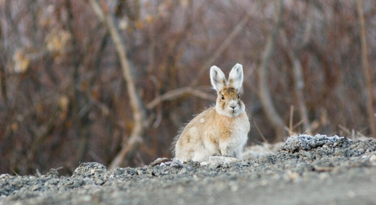 a snowshoe hare sitting on the ground