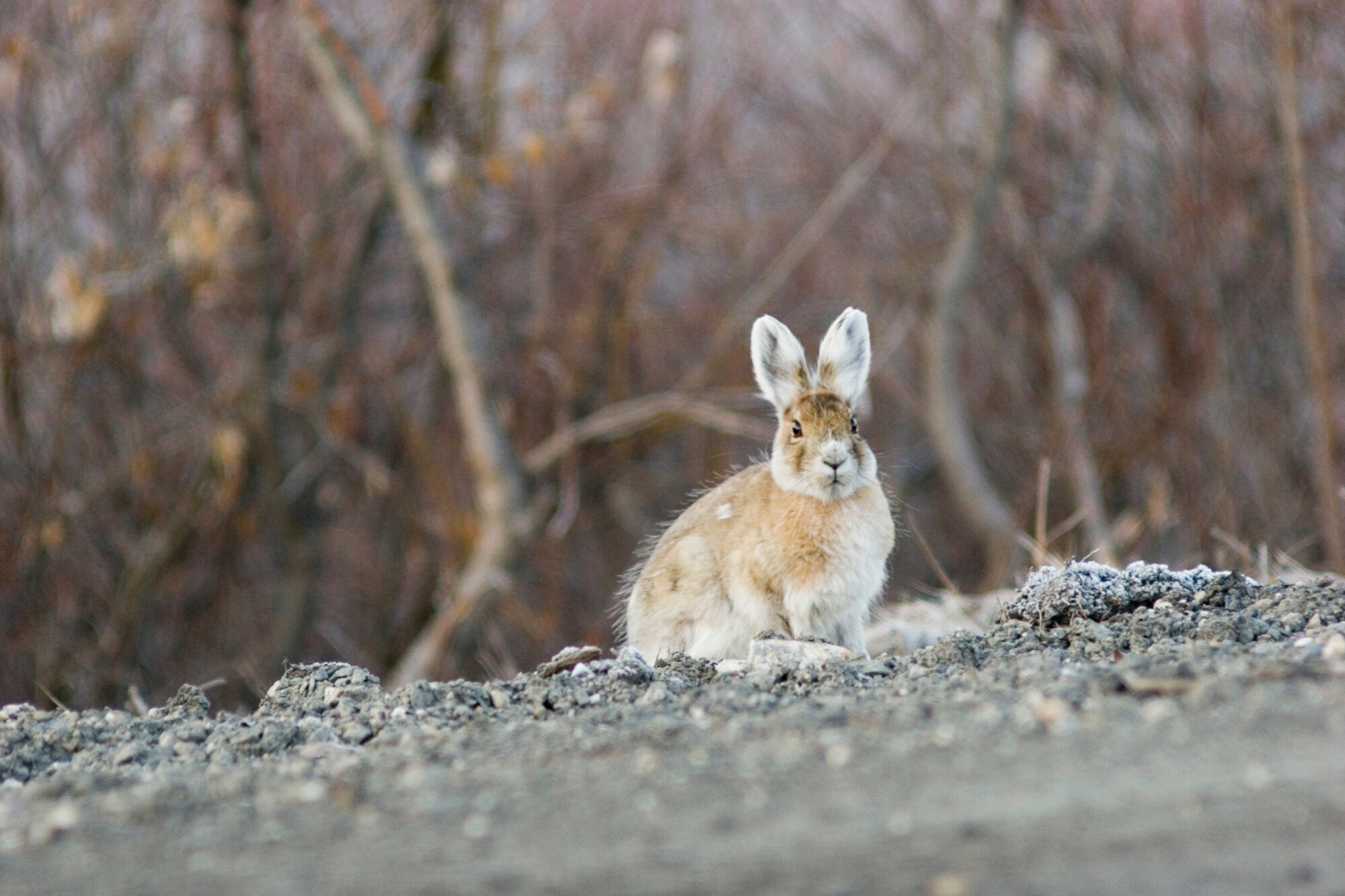 a snowshoe hare sitting on the ground