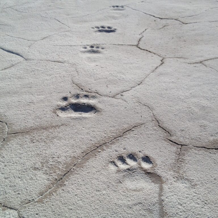 animal prints in a cracked surface
