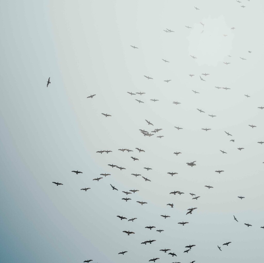 black birds flying during daytime photo by hermant