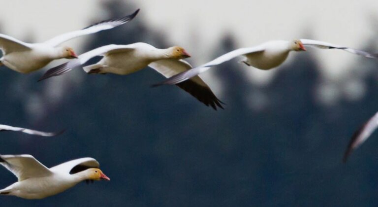 Snow geese flying in the daytime