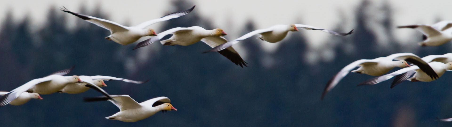 Snow geese flying in the daytime